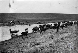 Стадо на водопое. Сельскохозяйственная колония "Фрайхэйм", Украина. 1929 г.