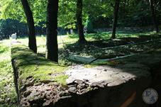 Братская могила более 3000 человек в лесу Трихов