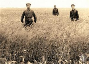 Пшеничное поле колонии Хаклай, Джанкойский район, Крым, 1926 г. Коллекция YIVO