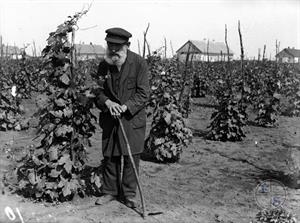 Старый колонист осматривает виноградник. Конец 1920-х гг.