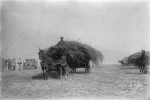 Вывоз сена. Сельскохозяйственная колония "Фрайберг". Строилась в 1927 г.. Одесский район, Украина. 1927 г.