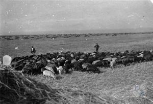 Стадо овец. Сельскохозяйственная колония "Ратнфельд" под Петроверовкой, Одесский район, Украина. 1930 г.