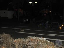Бешеные кролики гоняют по вечерним улицам наперегонки с велосипедистами