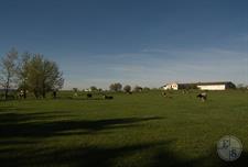 Пока остальные выведывали дорогу у пастуха, я фотографировал пасторальных коровок