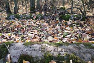 Jewish Cemetery, 2019